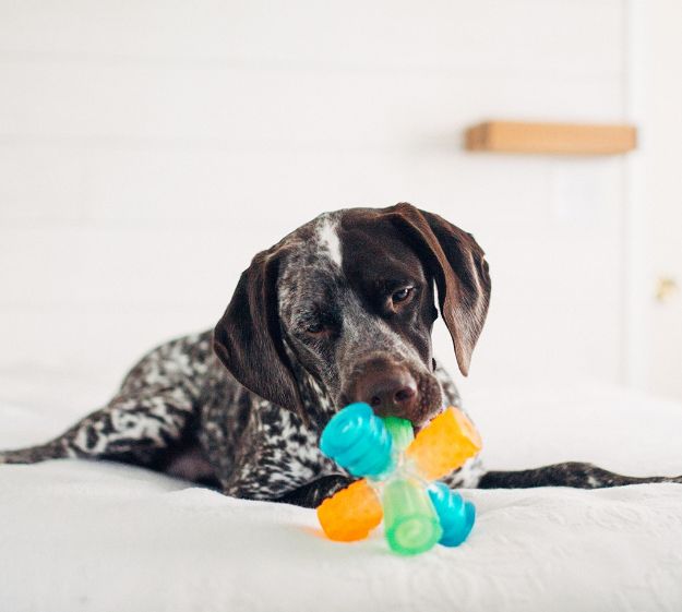 Picture of Outward Hound Triple Jack Köpek Oyuncağı