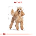 Picture of Royal Canin POODLE Pouch 85 gr