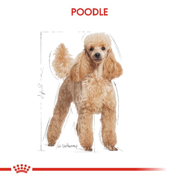 Picture of Royal Canin POODLE Pouch 85 gr