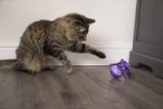 Picture of SmartyKat Twirly Top Hareketli Dönen Top Kedi Oyuncağı