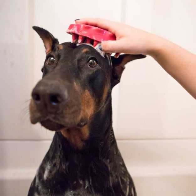 Picture of Kong Köpek Oyuncak, ZoomGroom Tarak, Pembe