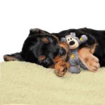 Picture of Kong Köpek Oyuncak, Knots Ayı, M-L