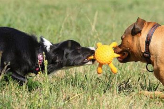 Picture of Kiwi Walker Parçalanmaz Yüzen Köpek Oyuncağı Ahtapot Maxi Yeşil
