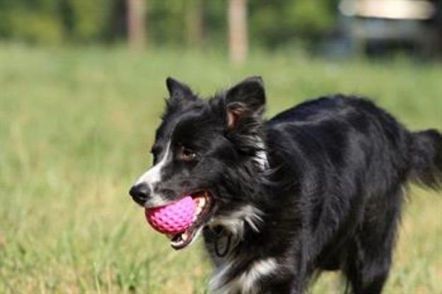 Picture of Kiwi Walker Dayanıklı Yüzen Köpek Oyuncağı Ball Mini Turuncu