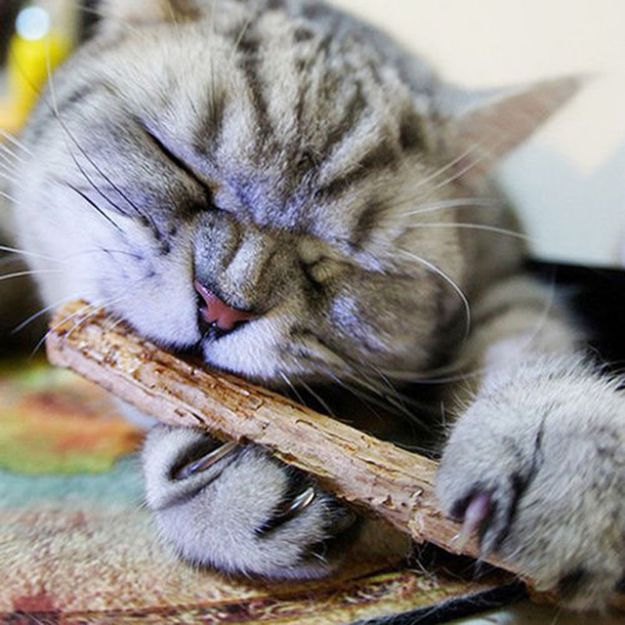 Picture of Trixie Kedi Matatabi Çiğneme Ödülü 10 Gr
