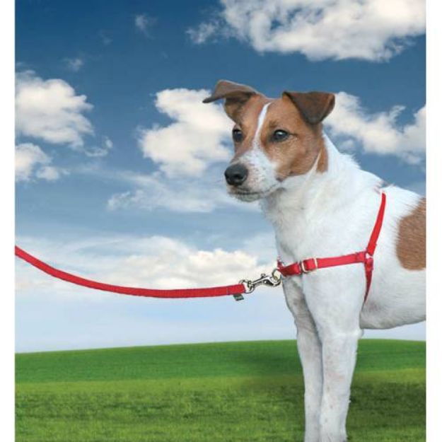 Picture of PetSafe Easy Walk Harness Kırmızı Köpek Göğüs Tasması Small 38-51 cm