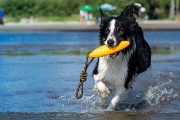 Picture of Kiwi Walker Parçalanmaz Yüzen Köpek Oyuncağı Fırlat At Torpil Maxi Pembe