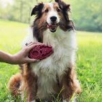 Picture of Kong Köpek Oyuncak, ZoomGroom Tarak, Mavi