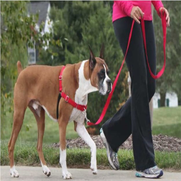 Picture of PetSafe Easy Walk Harness Kırmızı Köpek Göğüs Tasması XLarge 86-117 cm