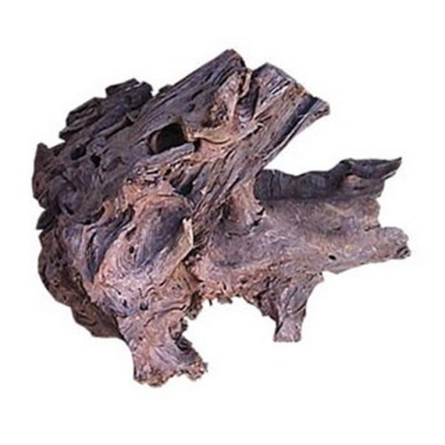 Picture of Mango Kökü M 20-30cm.