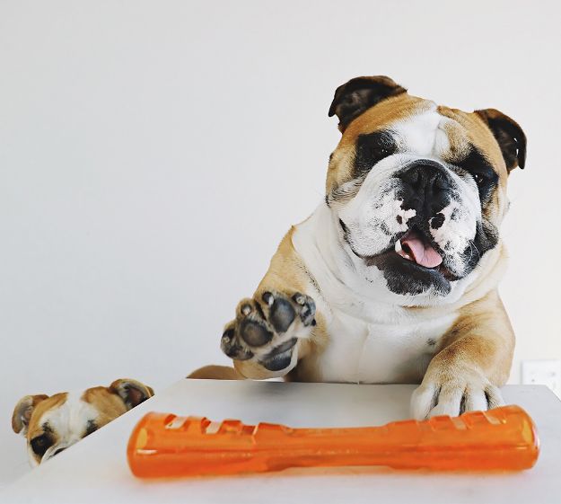 Picture of Outward Hound Bionic Stick Köpek Kemirme Oyuncağı S