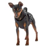 Picture of Ferplast Ergotrekking Small Köpek Vücut Tasması Siyah