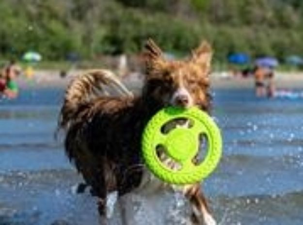 Picture of Kiwi Walker Dayanıklı Yüzen Köpek Oyuncağı Frizbi Mini Yeşil