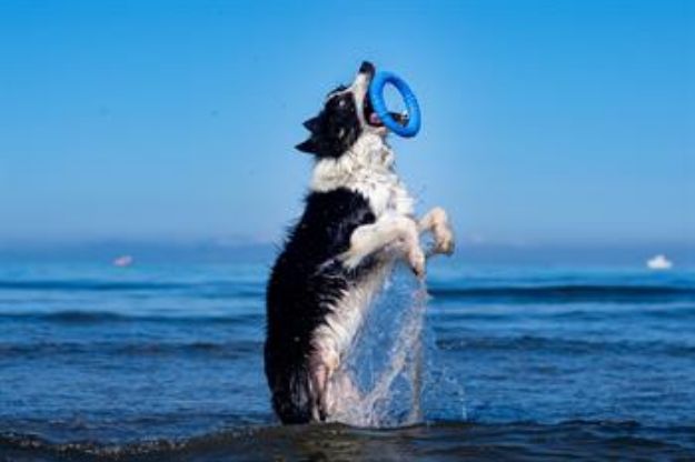 Picture of Kiwi Walker Dayanıklı Yüzen Köpek Oyuncağı Ring Mini Turuncu