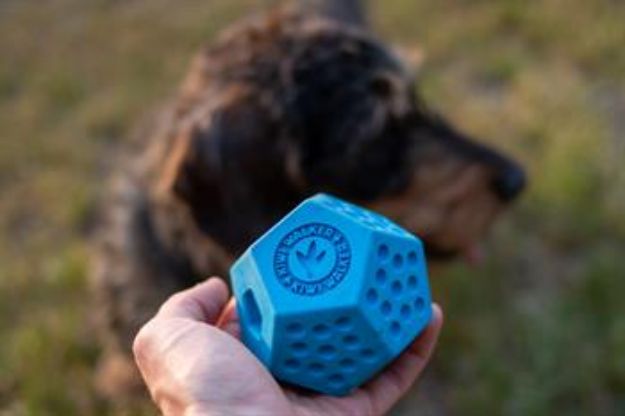 Picture of Kiwi Walker Dayanıklı Yüzen Köpek Oyuncağı Dodecaball Midi Turuncu