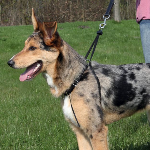 Picture of Trixie Köpek Yürüme Eğitim Tasması M33-47Cm 25Mm