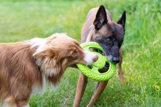 Picture of Kiwi Walker Dayanıklı Yüzen Köpek Oyuncağı Frizbi Maxi Mavi