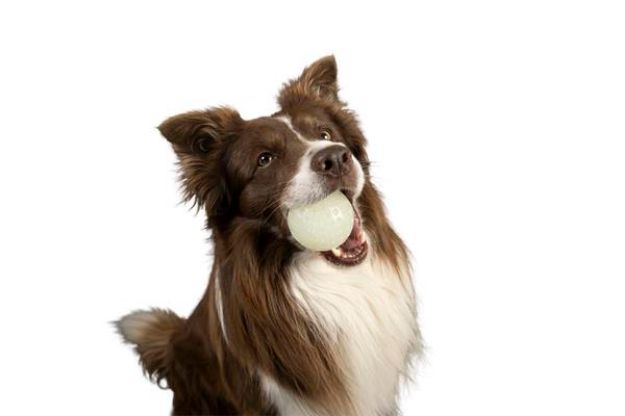 Picture of Kiwi Walker Fosforlu Dayanıklı Yüzen Köpek Oyuncağı Maxi Top