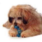 Picture of Petstages Mini Orka Bone Kemik Şeklinde Köpek Oyuncağı    
