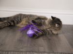 Picture of SmartyKat Twirly Top Hareketli Dönen Top Kedi Oyuncağı