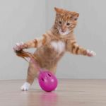 Picture of Trixie Kedi Oyuncağı Otomatik Sesli Yumurta 7 Cm