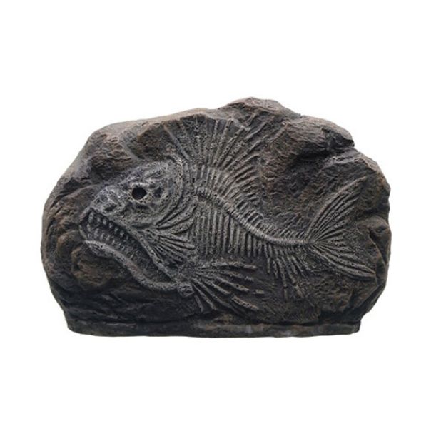 Picture of Marina Dekoratif Fosil Tiger Fish 10.2x3x7 Cm