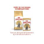 Picture of Royal Canin British Shorthair Kedi Maması 4 kg