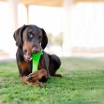 Picture of Outward Hound Bionic Urban Stick Medium Yeşil Köpek Oyuncağı