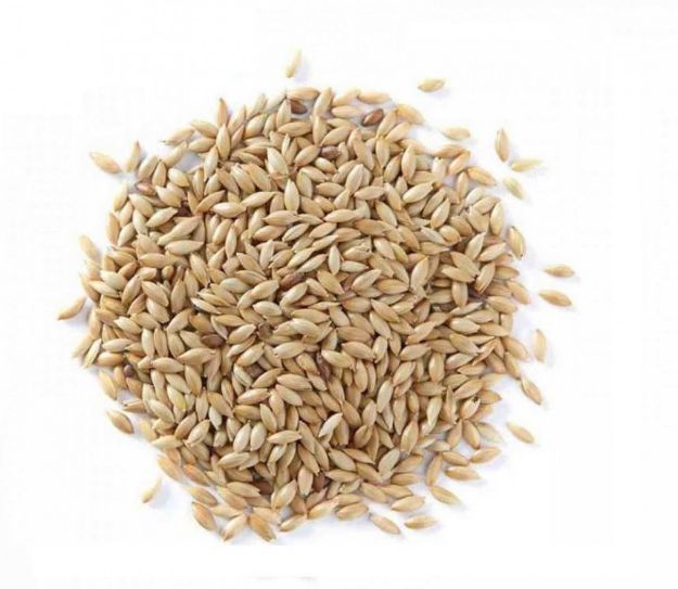 Picture of Vivid Sade Kanarya Yemi 500 Gr