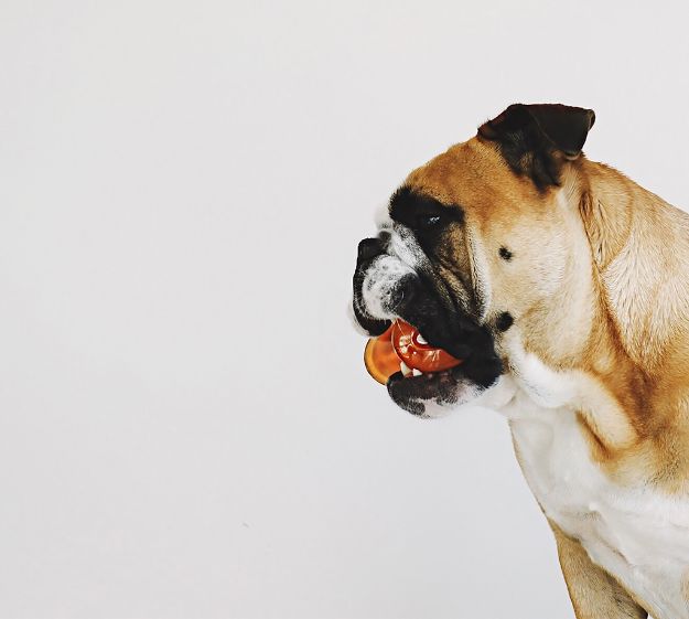 Picture of Outward Hound Bionic Bone Köpek Kemirme Oyuncağı S