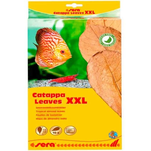 Picture of Sera Catappa Yaprağı XXL 32 Cm