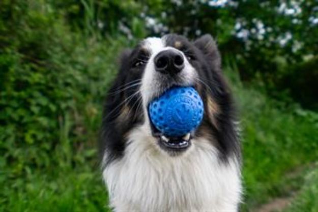 Picture of Kiwi Walker Parçalanmaz Yüzen Köpek Oyuncağı Sert Top Maxi Yeşil