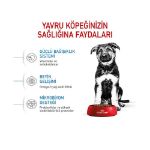 Picture of Royal Canin Maxi Junior Büyük Irk Yavru Köpek Maması 15Kg