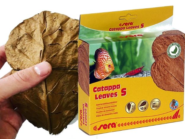 Picture of Sera Catappya Yaprağı S 14 Cm 10 Yaprak