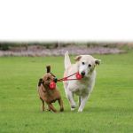 Picture of Kong Köpek Tutamaçlı Sesli Oyun Topu M 27cm